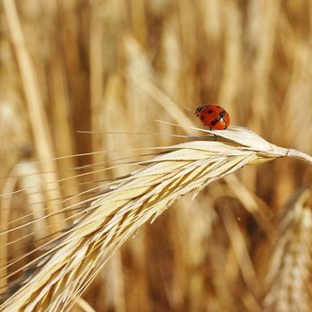 Roggen am Feld in Maissau