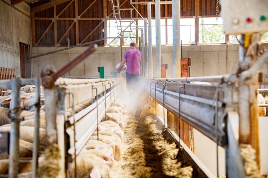 Am Futtertisch für die Schafe sorgt Schafbauer Florian Sterkl für Essensnachschub.