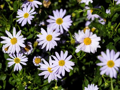 Garten-Schön-Aster, (Kalimeris incisa),