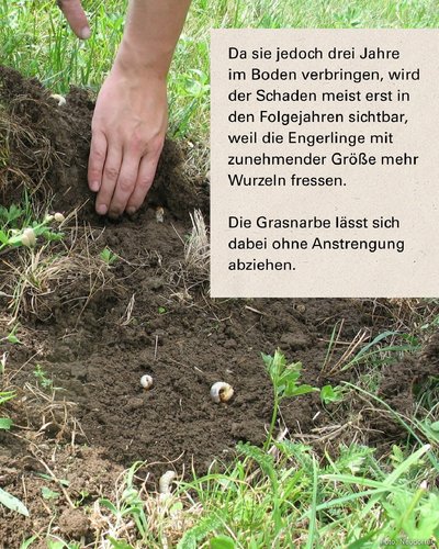 Engerlinge in der Erde