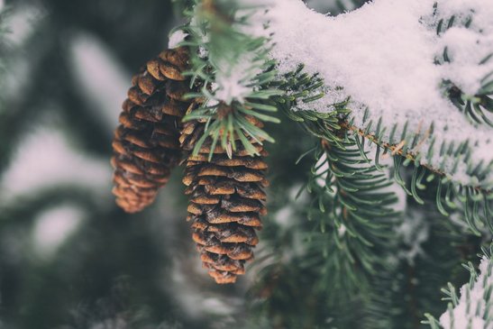 Nadelbäume ©unsplash