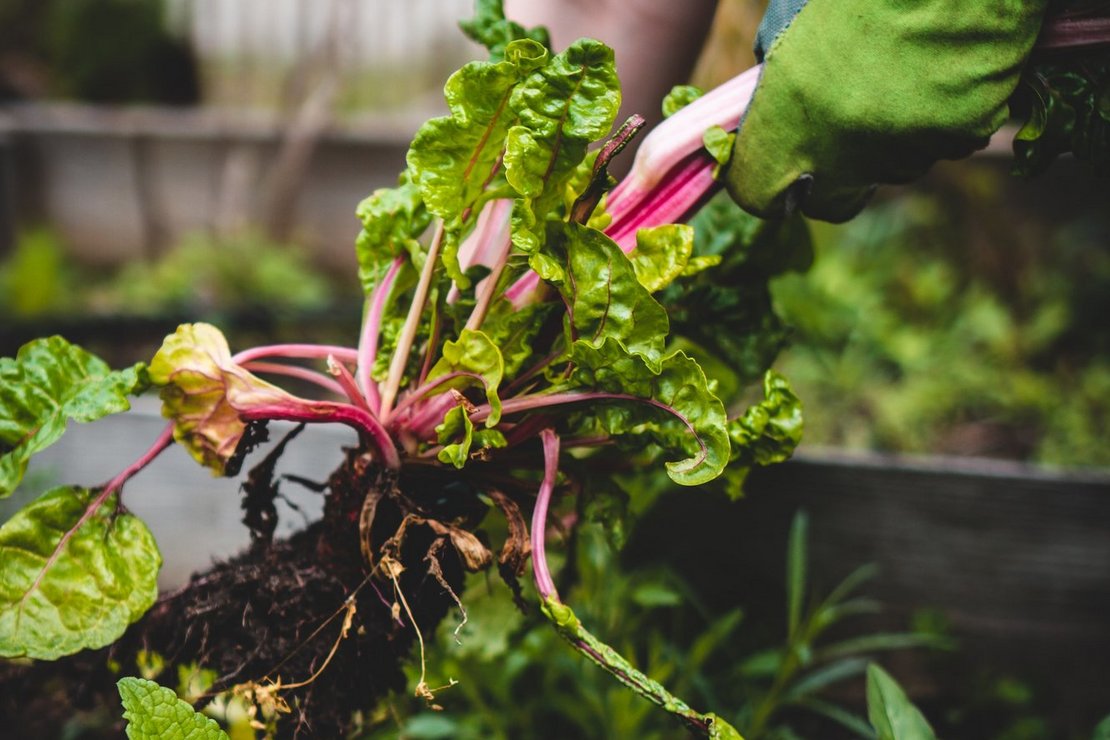 Ernte von Mangold im Hochbeet ©unsplash