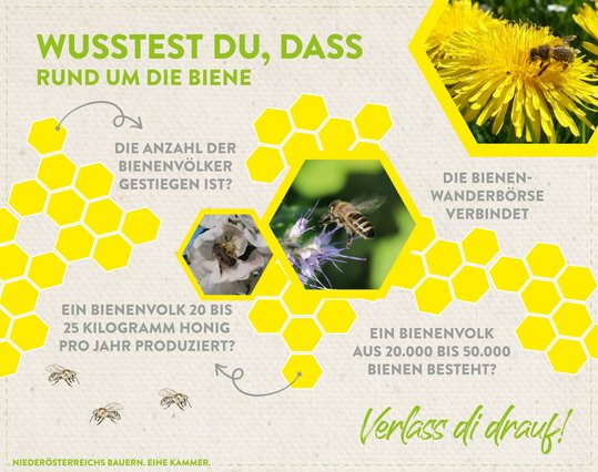 Infografik Bienen