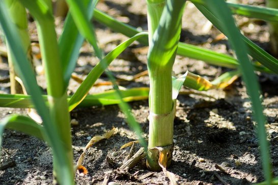 Knoblauch schützt seine Nachbarn im Gemüsegarten vor Pilzerkrankungen. ©pixabay