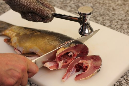 Karpfen als Hufeisen ©Viktor Divos/Archiv Aqua