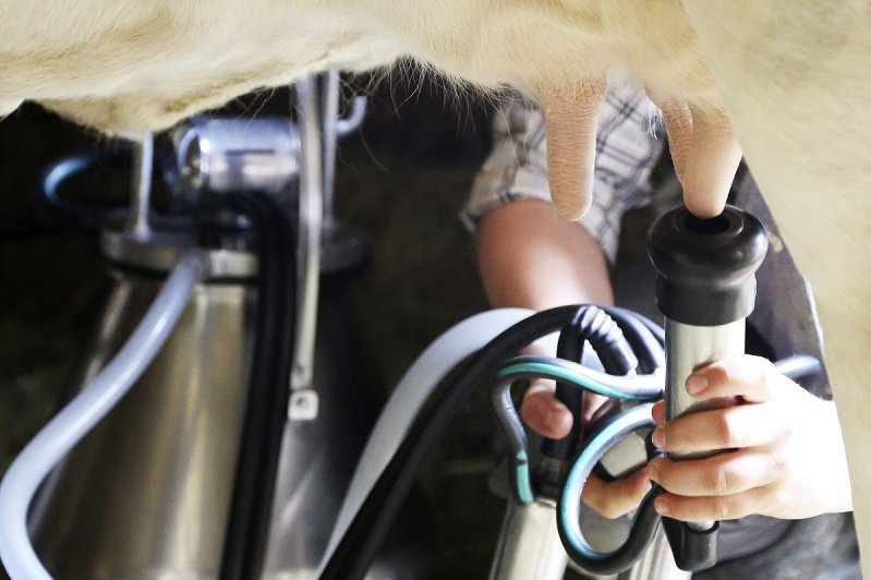 Anlegen vom Melkzeug beim Melkvorgang ©Angela Hauer/LK Niederösterreich