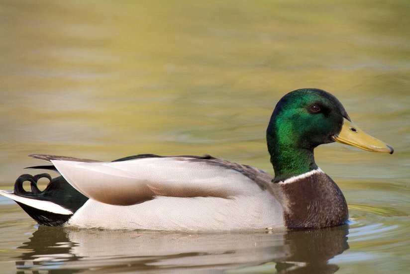 Stockente im Wasser