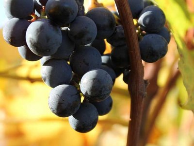 Weinrebe