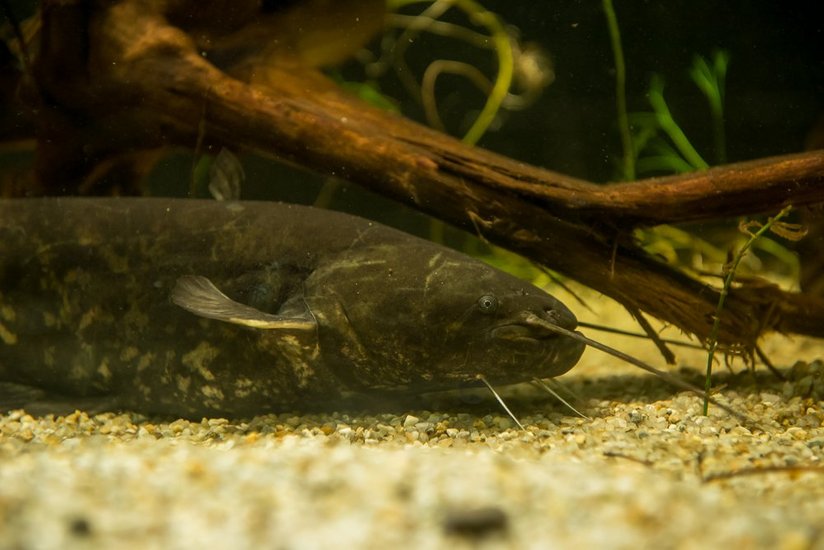 Typisch für den Europäischen Wels ist sein breiter flacher Kopf, auf dem er sechs Barteln trägt ©Florian Kainz/Archiv Aqua