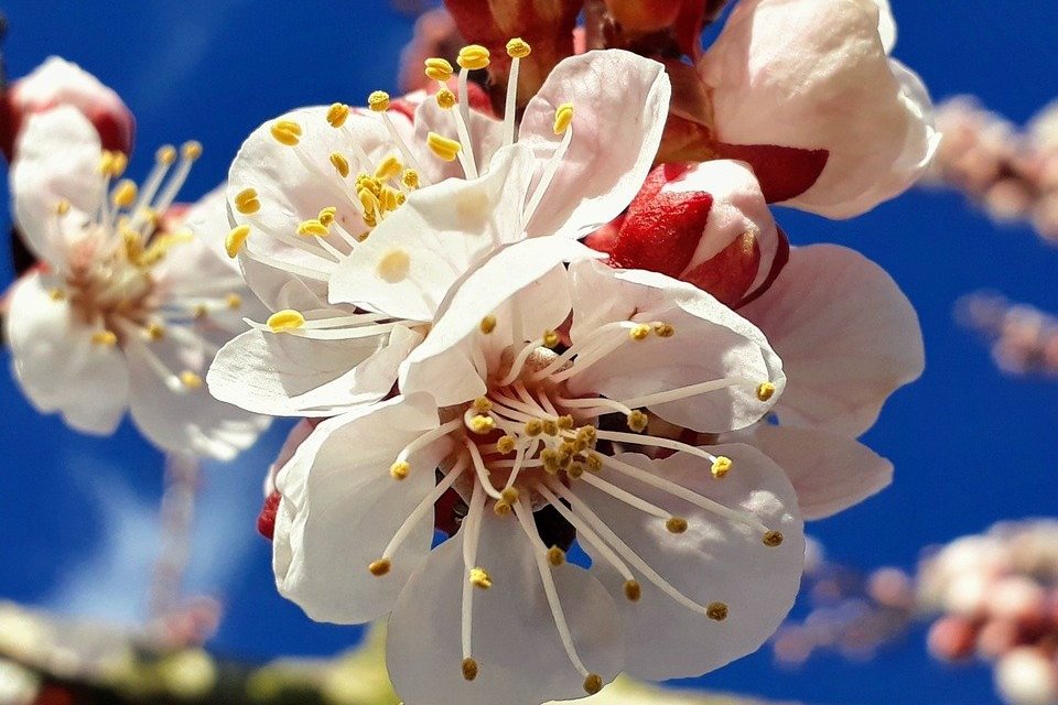 blühender Marillenbaum ©pixabay