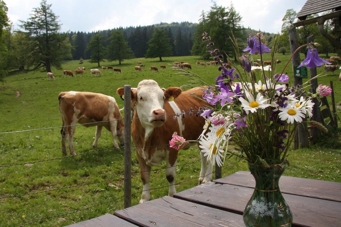Alm mit Kühen auf Weide und Blumenstrauß