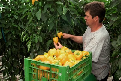 Paprikaernte ©AMA Marketing