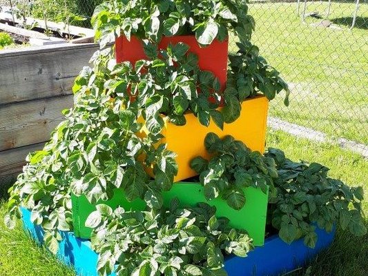 Erdäpfelpyramide in einem Garten in Maissau