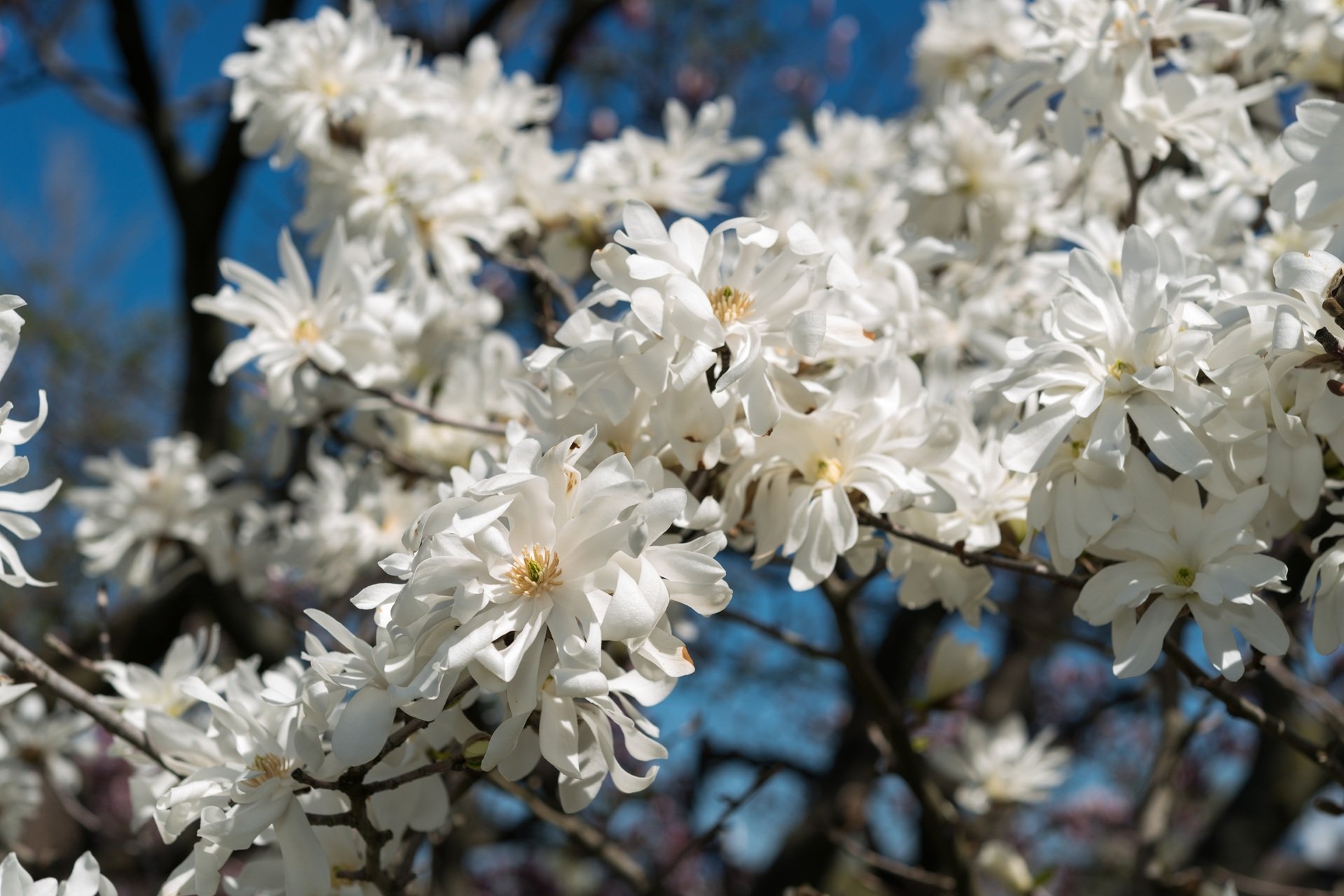 magnolia stellata, called star magnolia in bloom against a blue