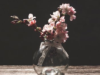 Barbarazweige in Vase