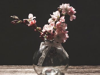 Barbarazweige in Vase