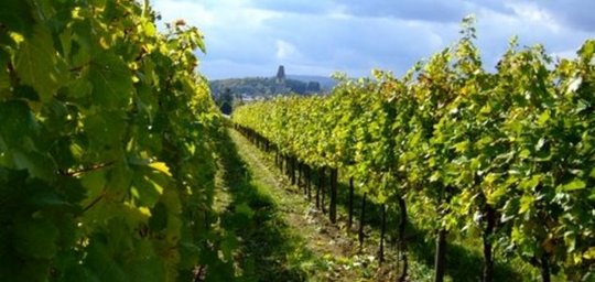 Weingut & Buchenschank Kas Nigl Titelbild