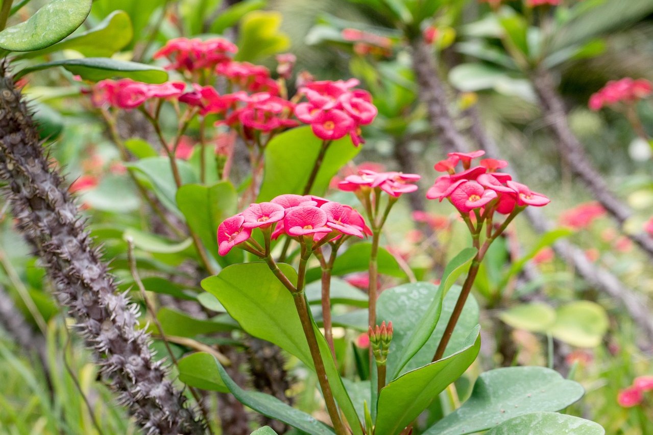 Christusdorn mit hellvioletten Blüte