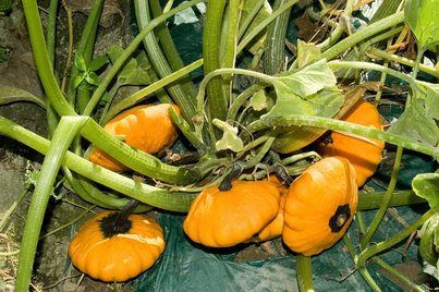 Kürbisse am Feld ©AMA Marketing