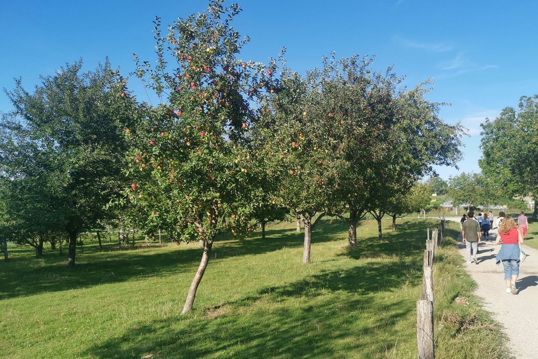 Menschen auf Weg zwischen Obstbäumen