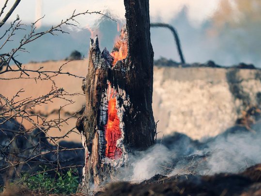 brennender Baumstumpf