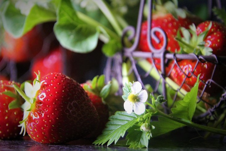 Erdbeere mit Blüte ©Elisabeth Heidegger/LK Niederösterreich