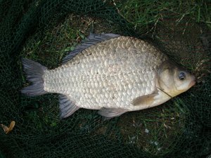 Giebel liegt auf grünem Fischernetz