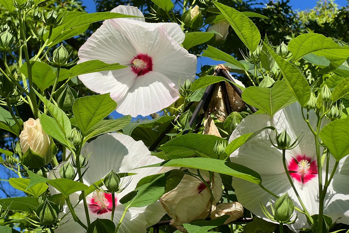 Swamp mallow, Hibiscus, moscheutos
