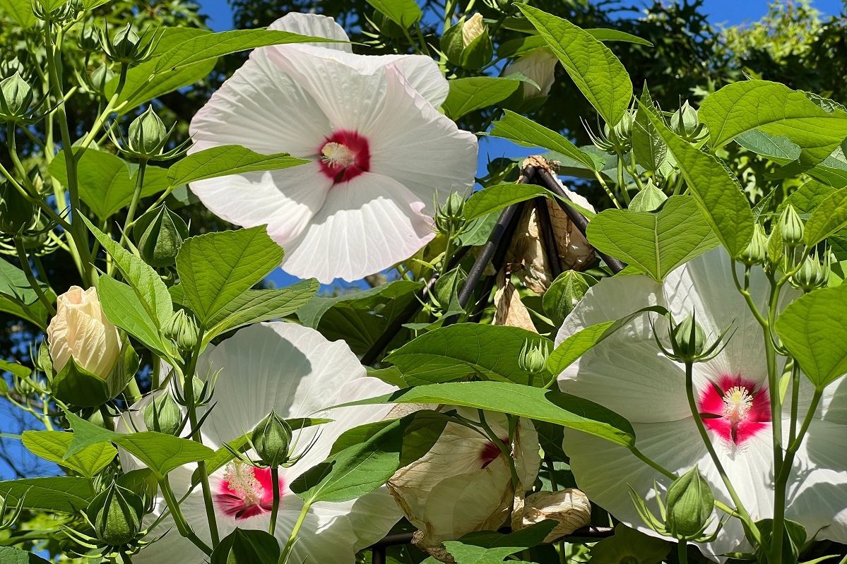 Swamp mallow, Hibiscus, moscheutos