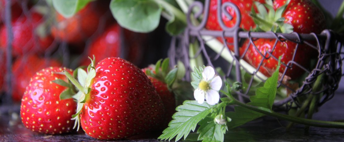 Erdbeeren mit Blüte