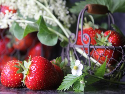 Erdbeeren mit Blüte