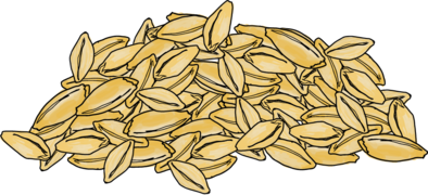 Gerstenkörner ©Eva Kail/LK Niederösterreich