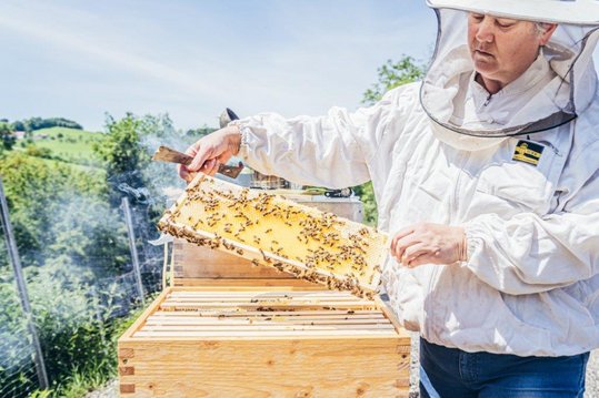 Imkerin arbeitet beim Bienenstock und zieht eine Wabe heraus