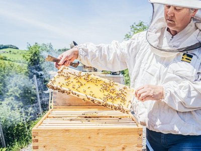 Imkerin arbeitet beim Bienenstock und zieht eine Wabe heraus