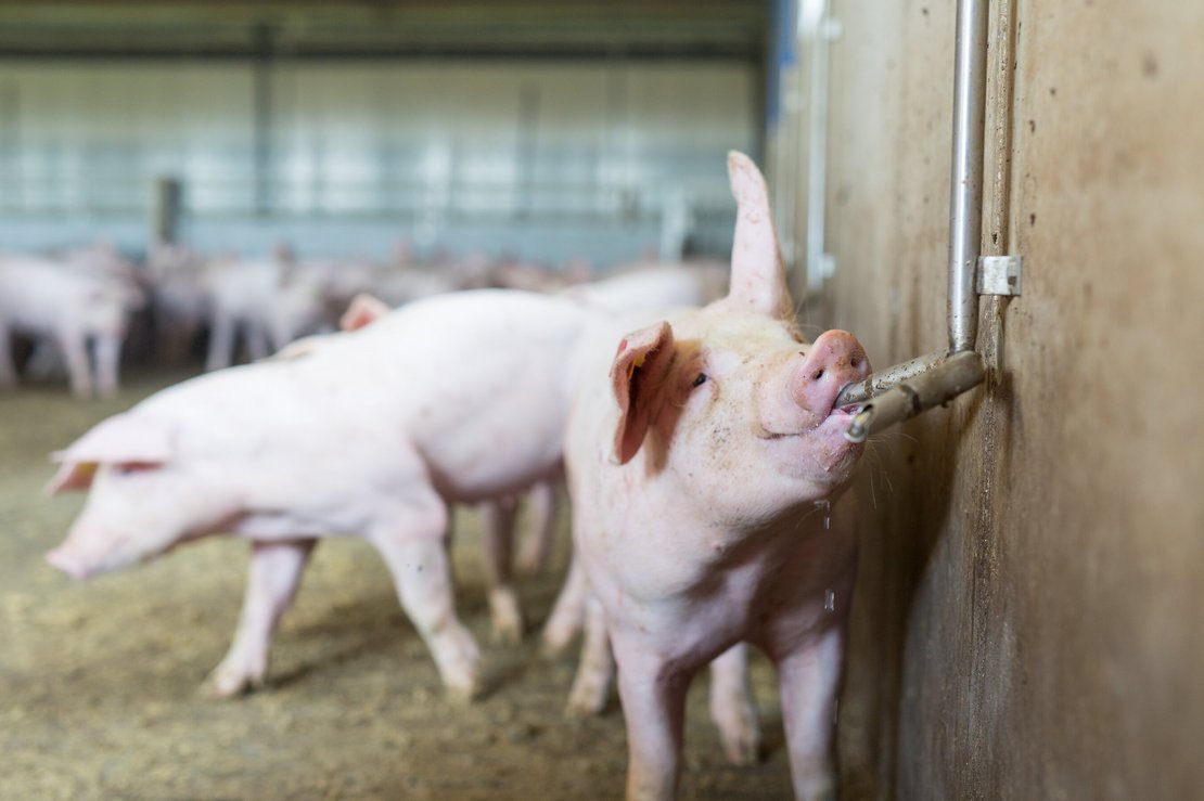 Schwein an der Wassertränke ©fraukoeppl