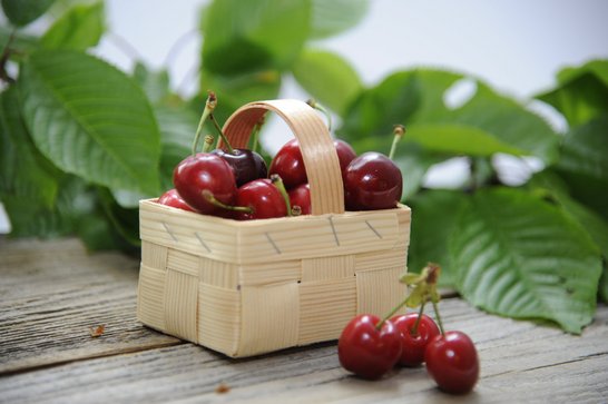 Kirschbäume können im Sommer geschnitten und dabei die Früchte von den abgeschnittenen Ästen bequem am Boden geerntet werden. ©Elisabeth Heidegger/LK Niederösterreich