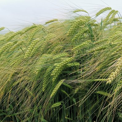 Braugerste ©Teresa Neuhold/LK Niederösterreich