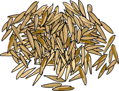 Haferkörner ©Eva Kail/LK Niederösterreich