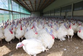 Puten im Außenklimabereich