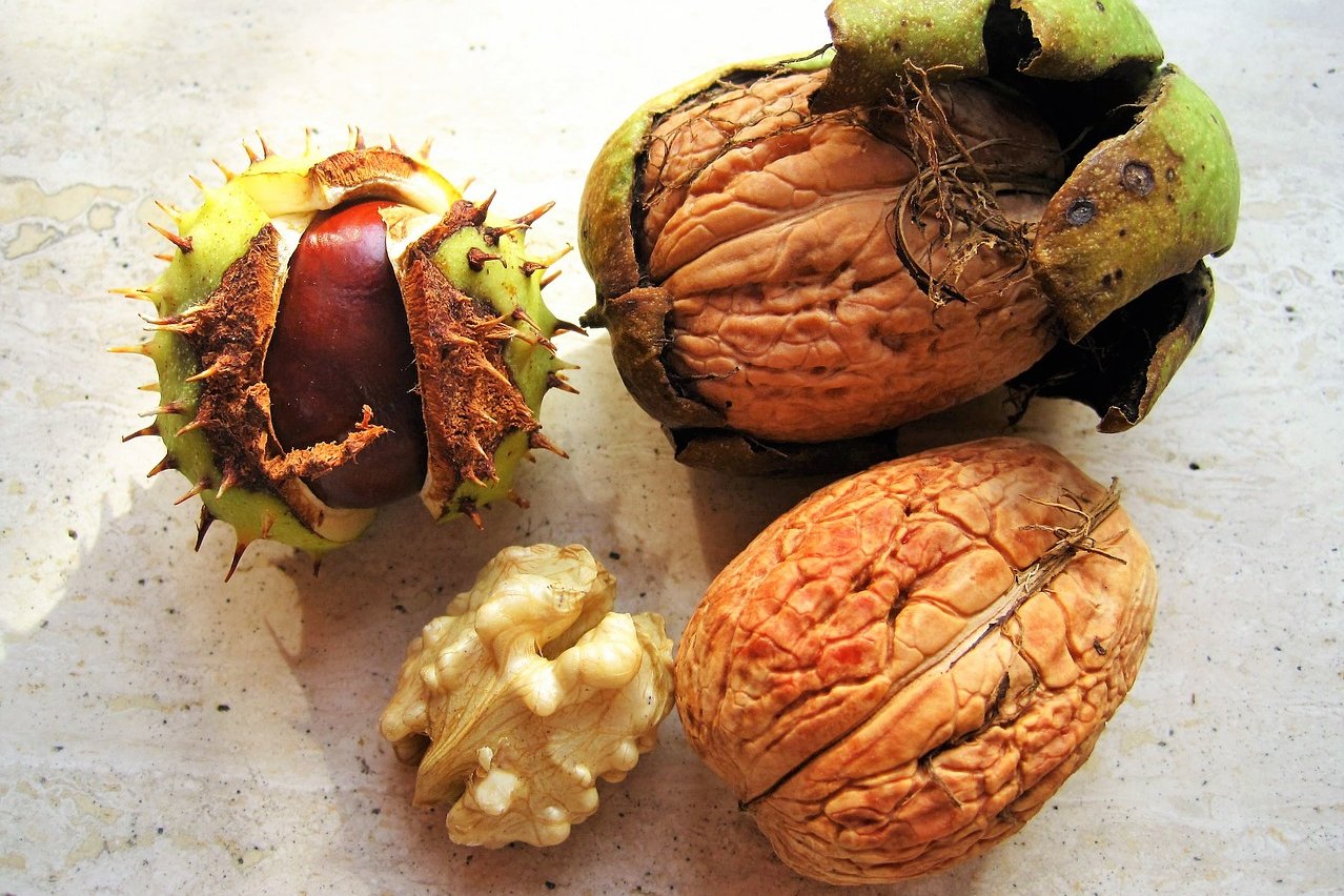 Walnuss und Maroni ©pixabay
