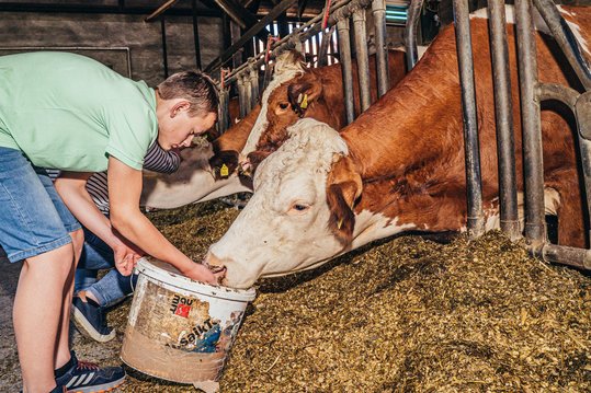 Kuh wird gefüttert