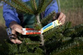 anbringen der Christbaumschleife