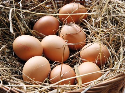 Eier im Strohnest im Hühnerstall eingesammelt