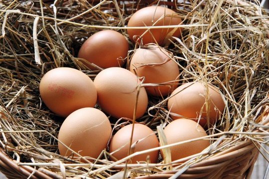 Eier im Strohnest im Hühnerstall eingesammelt