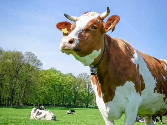 Braune Milchkuh mit Glocke und Hörnern auf einer Frühlingswies