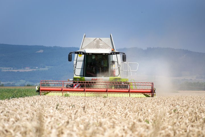Mähdrescher drischt reifes Getreidefeld