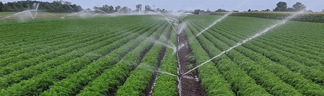 bewässertes Karottenfeld