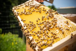 Bienen auf Honigwaben