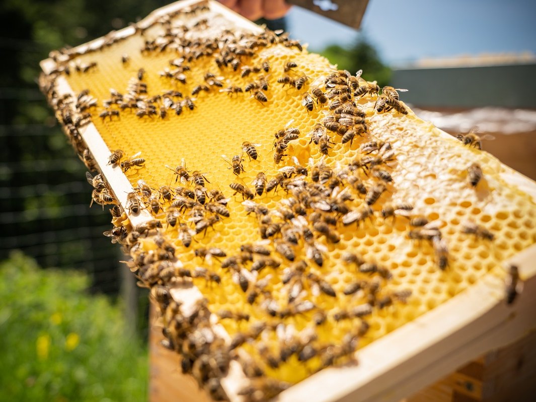 Bienen auf Honigwaben