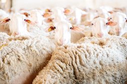 Milchschafe sind am Käsehof Sterkl die wertvollsten Mitarbeiterinnen.